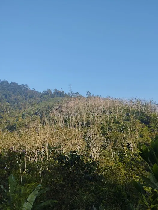 Bukit Desa Damai Hiking Trail Haus Farm Picture 1
