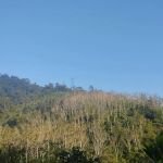 Bukit Desa Damai Hiking Trail Haus Farm