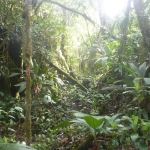 Puncak Dewa