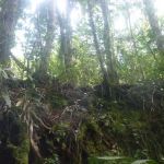 Gunung Bt. Bujang