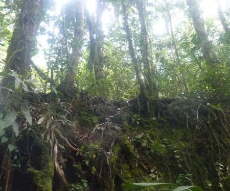Gunung Bt. Bujang