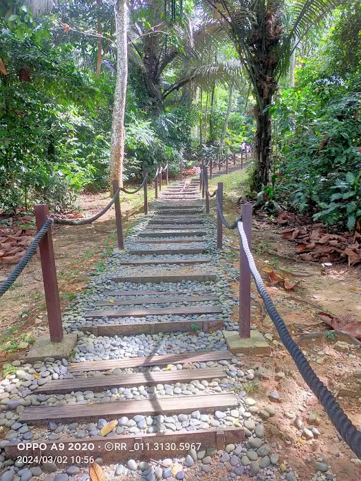 Forest Skywalk - FRIM Picture 6