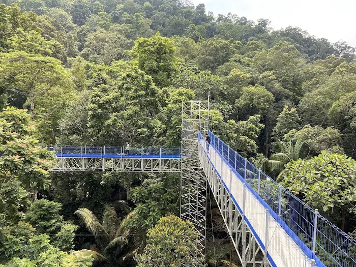 Forest Skywalk - FRIM Picture 2