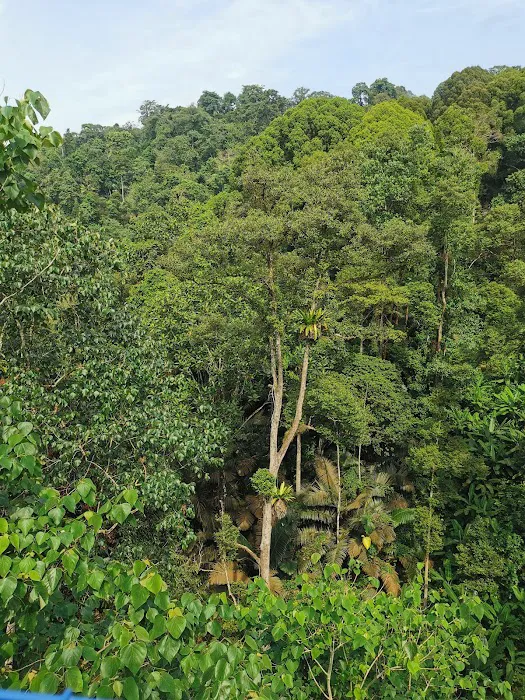 Forest Skywalk - FRIM Picture 8
