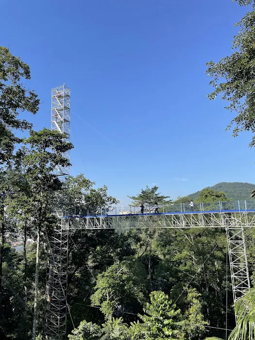 Forest Skywalk - FRIM Picture 4