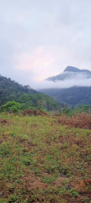 Bukit sungai langsat kampung berau ulu cheka Picture 4