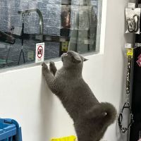 Petsmore Kepong Metro Perdana ico