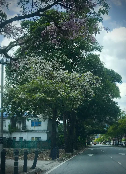 Tecoma tree Picture 3