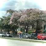 Tecoma tree