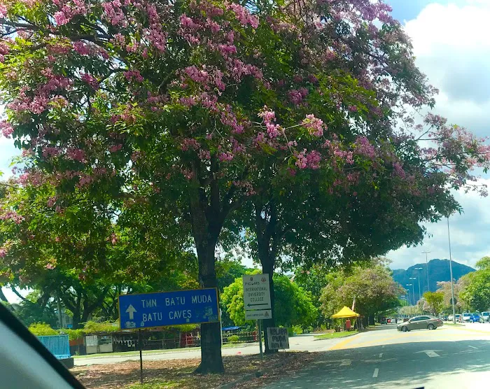 Tecoma tree Picture 4