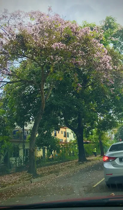 Tecoma tree Picture 5