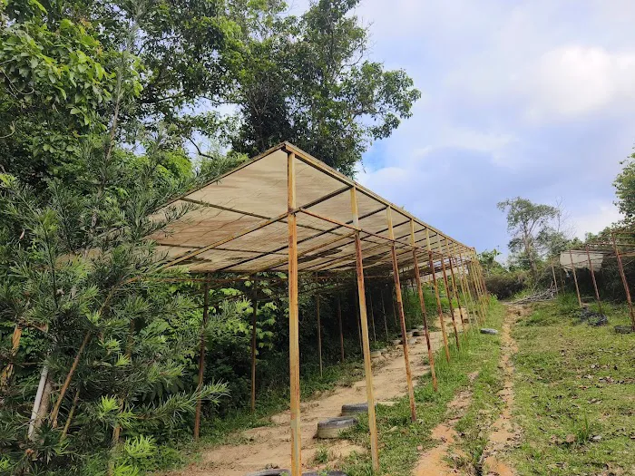Bukit Guling Ayam Trailhead Picture 7