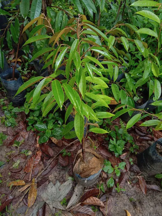 Hutan Lipur Ulu Jeransang Picture 8