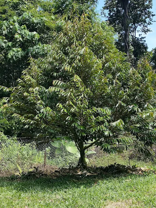 Kebun Durian Taching Picture 3