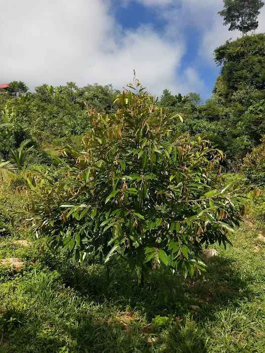 Kebun Durian Taching Picture 2