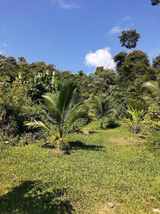 Kebun Durian Taching Picture 1