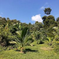 Kebun Durian Taching ico