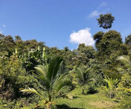 Kebun Durian Taching