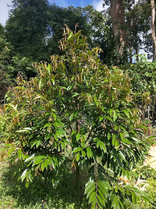 Kebun Durian Taching Picture 4