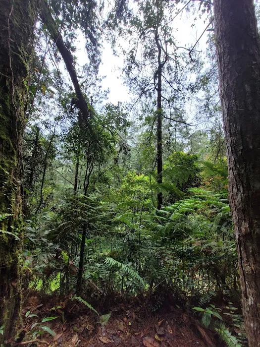 HEMMANT TRAIL Picture 4
