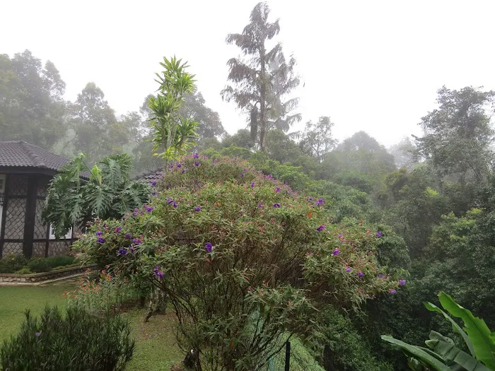 Rompin Trail Picture 9