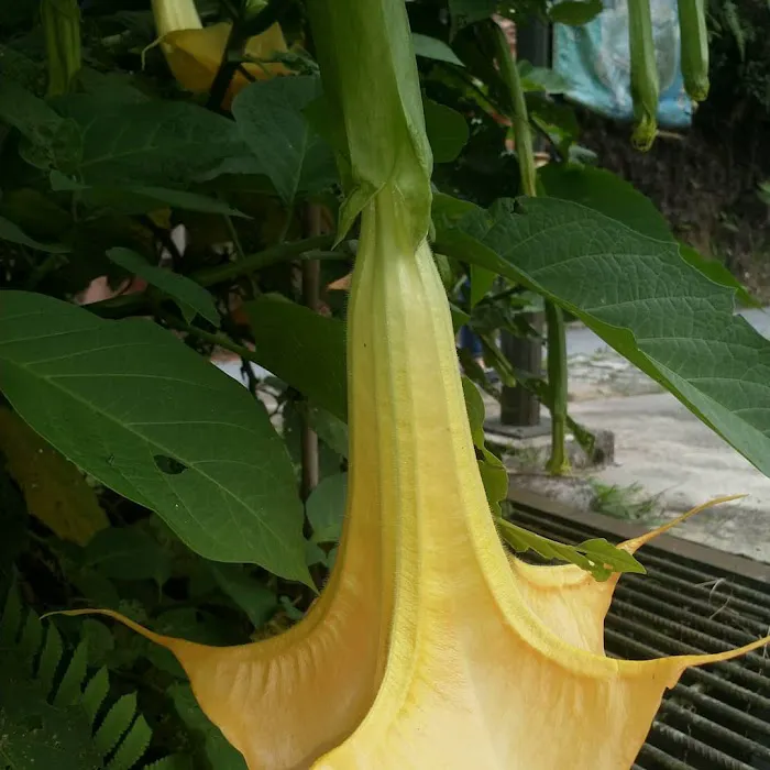 Rompin Trail Picture 10