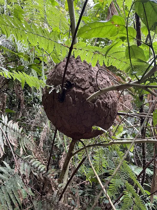 Hemmant Trail Picture 2
