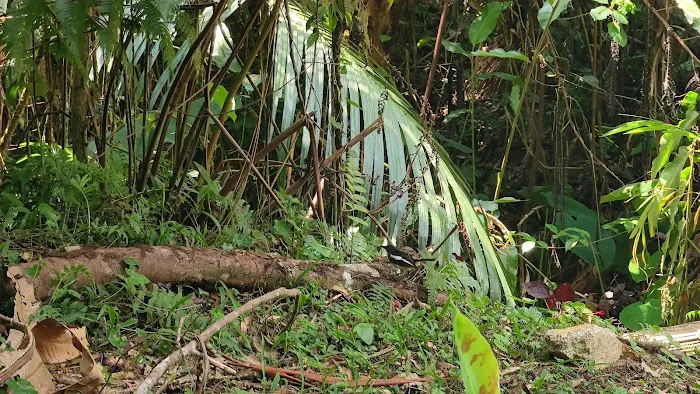Hemmant Trail Picture 5