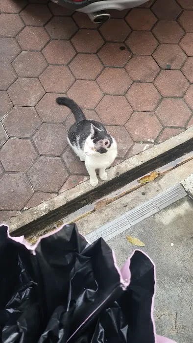 Bangs Cat Picture 1