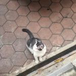 Bangs Cat