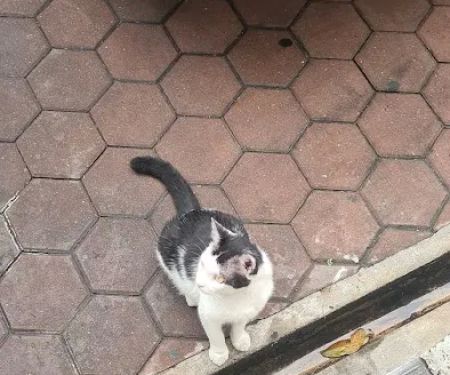 Bangs Cat