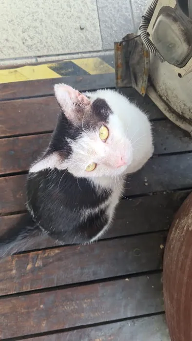 Bangs Cat Picture 3