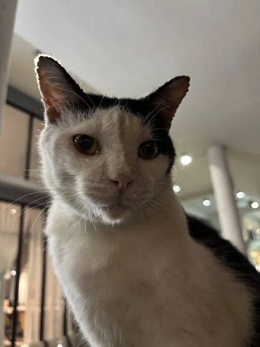Bangs Cat Picture 8