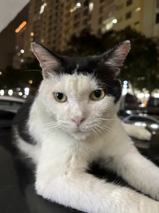 Bangs Cat Picture 6