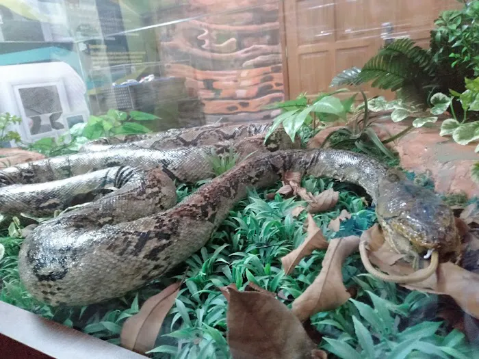 Bukit Nanas Forestry Information Centre Picture 5