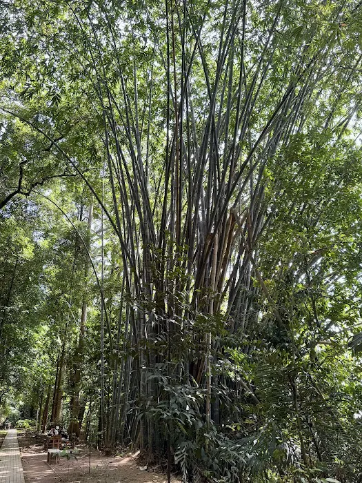 KL Forest Eco Park Canopy Walk Picture 7