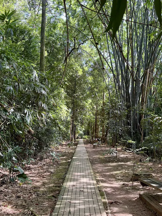 KL Forest Eco Park Canopy Walk Picture 3