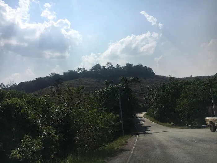 Durian plantation benta Picture 1