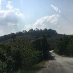 Durian plantation benta