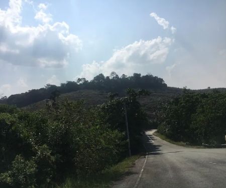 Durian plantation benta