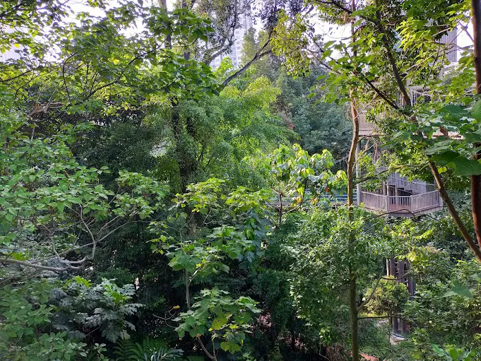 Bukit Nanas Forest Reserve Picture 2
