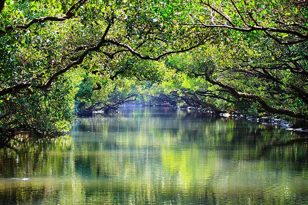 Bukit Nanas Forest Reserve Picture 6