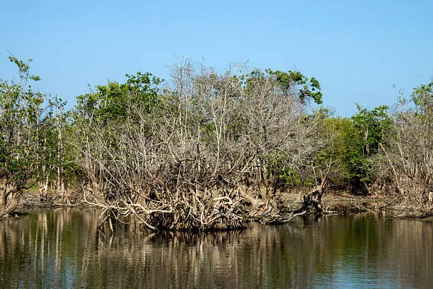Bukit Nanas Forest Reserve Picture 9