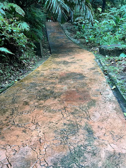 Bukit Nanas Forest Reserve Picture 1