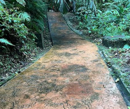Bukit Nanas Forest Reserve
