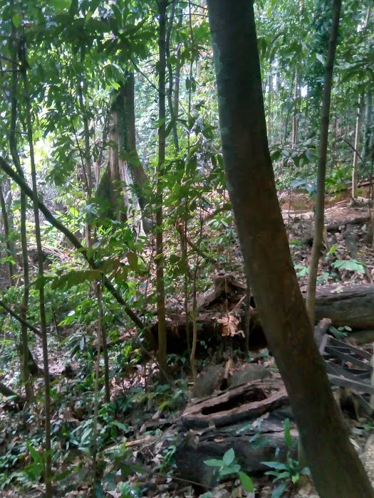KL Forest Eco Park Picture 5
