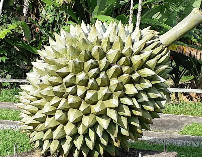 Durian Iconic Statue Picture 5