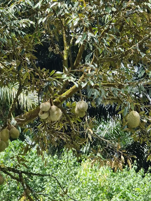 Durian Iconic Statue Picture 10