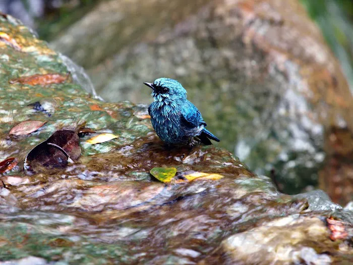 Important Birds and Biodiversity Area (IBA) Picture 2