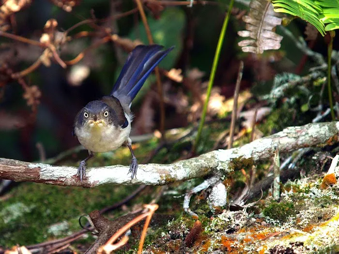 Important Birds and Biodiversity Area (IBA) Picture 6